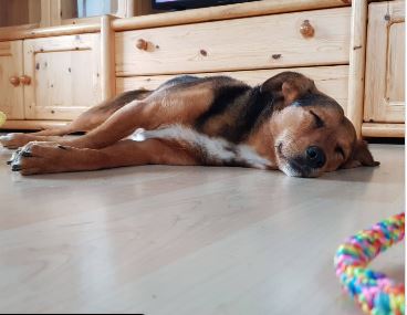 Hund Wandern Wildschönau