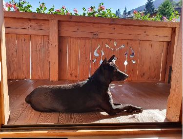 Hund Ferienwohnung Wildschönau