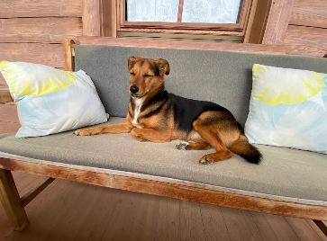 Hund Urlaub Wildschönau