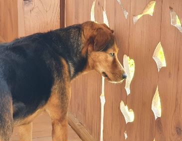 Hund Katze Wildschönau