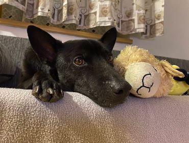 Hund Ferienwohnung Wildchönau spielen
