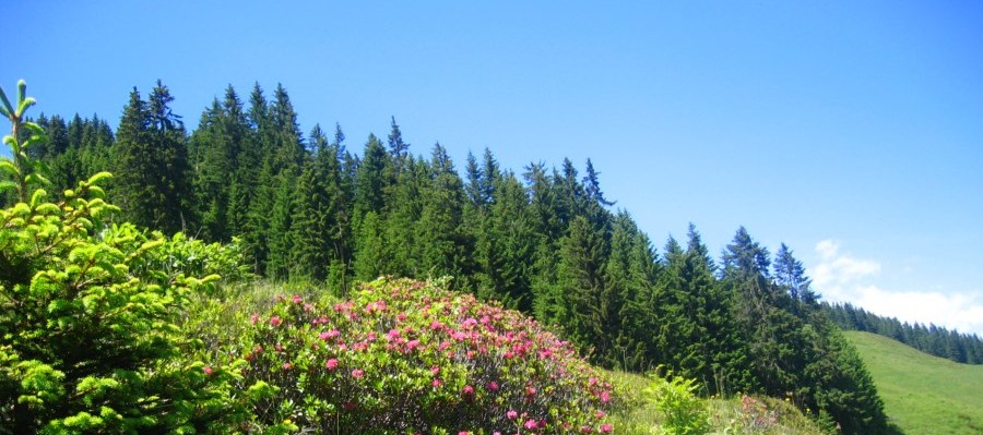 Almrosenblüte Schönangeralm Wildschönau