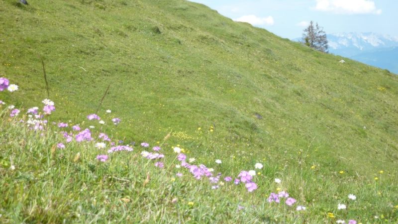 achentalalm wildschoenau 13