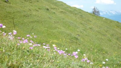 achentalalm wildschoenau 13